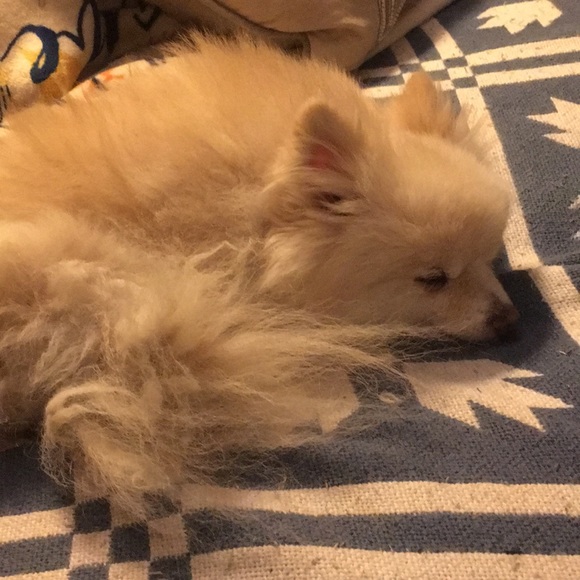 Meet your Posher, Jenny - Picture 2 of 2